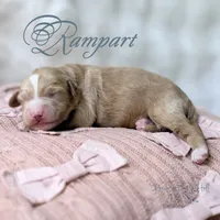 Rampart, a male Goldendoodle and Miniature Goldendoodle for sale in Evans, GA – 1 of 1