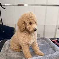 Twilight , a female Goldendoodle and Miniature Goldendoodle for sale in Evans, GA – 2 of 3