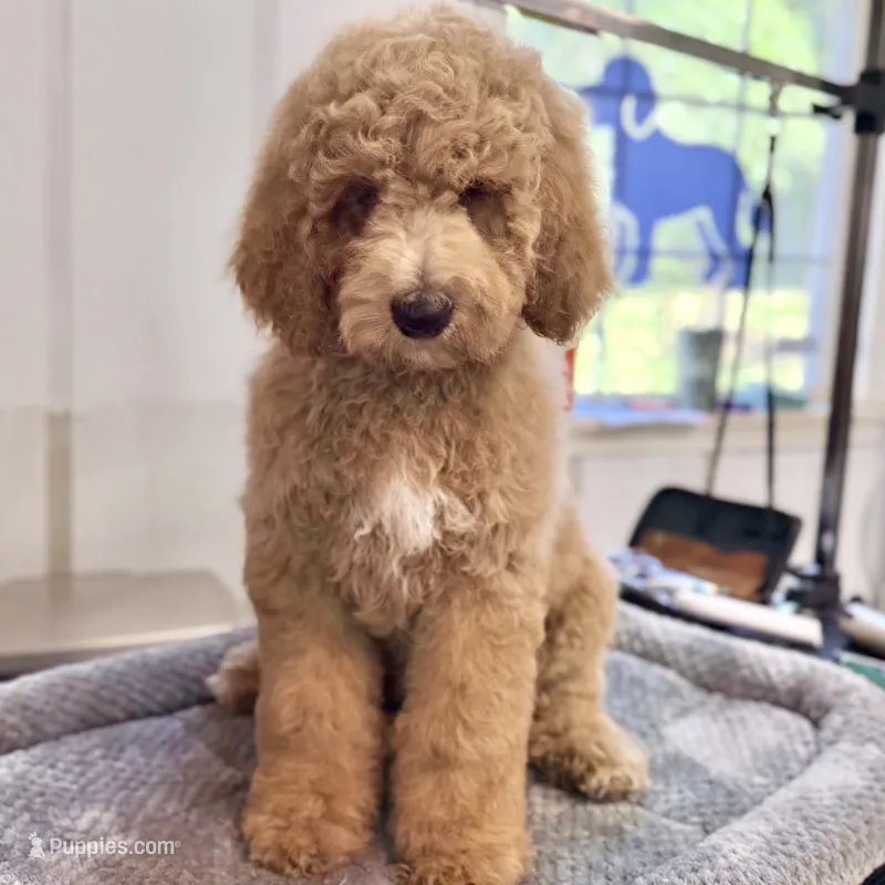 Anthem – Goldendoodle, Miniature Goldendoodle puppy for sale in Evans, GA