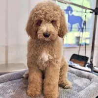 Anthem, a female Goldendoodle and Miniature Goldendoodle for sale in Evans, GA – 1 of 2