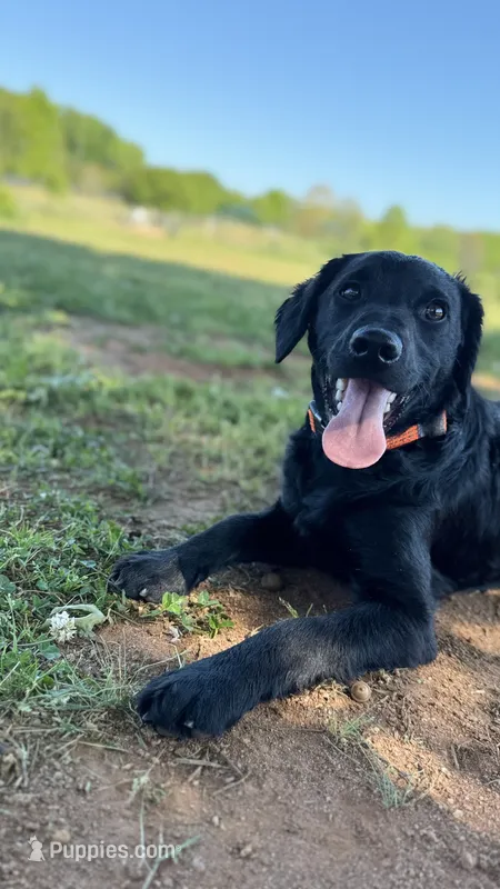 Rye – Havapoo, Miniature Goldendoodle puppy for sale in Evans, GA