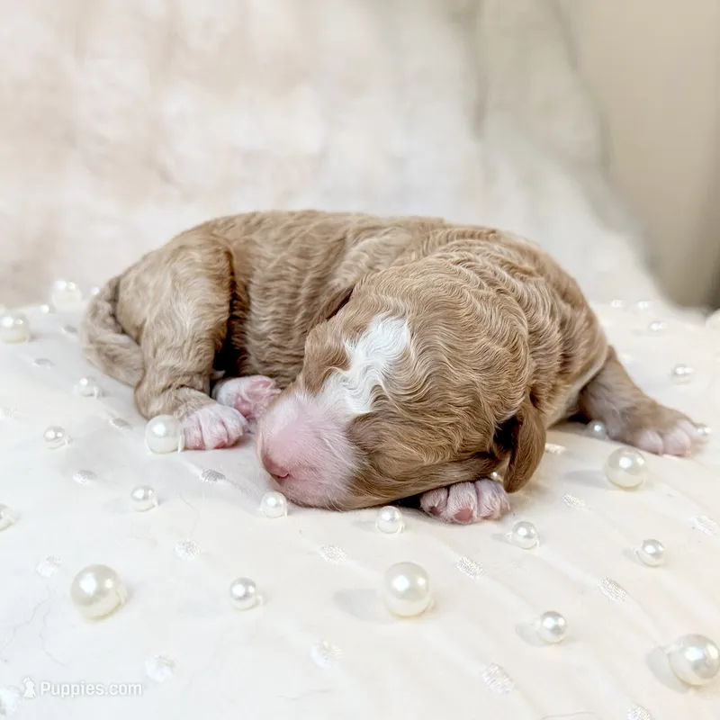 Country  – Goldendoodle, Miniature Goldendoodle puppy for sale in Evans, GA