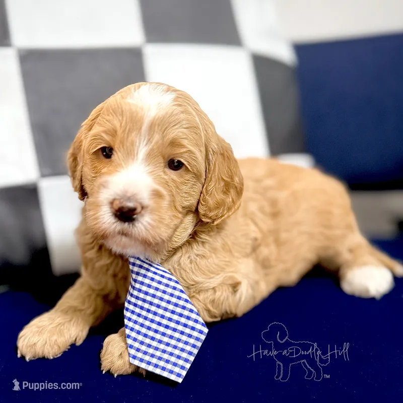 Rampart – Goldendoodle, Miniature Goldendoodle puppy for sale in Evans, GA