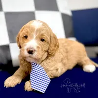 Rampart, a male Goldendoodle and Miniature Goldendoodle for sale in Evans, GA – 1 of 2