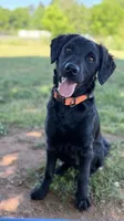 Rye, a male Havapoo and Miniature Goldendoodle for sale in Evans, GA – 3 of 8