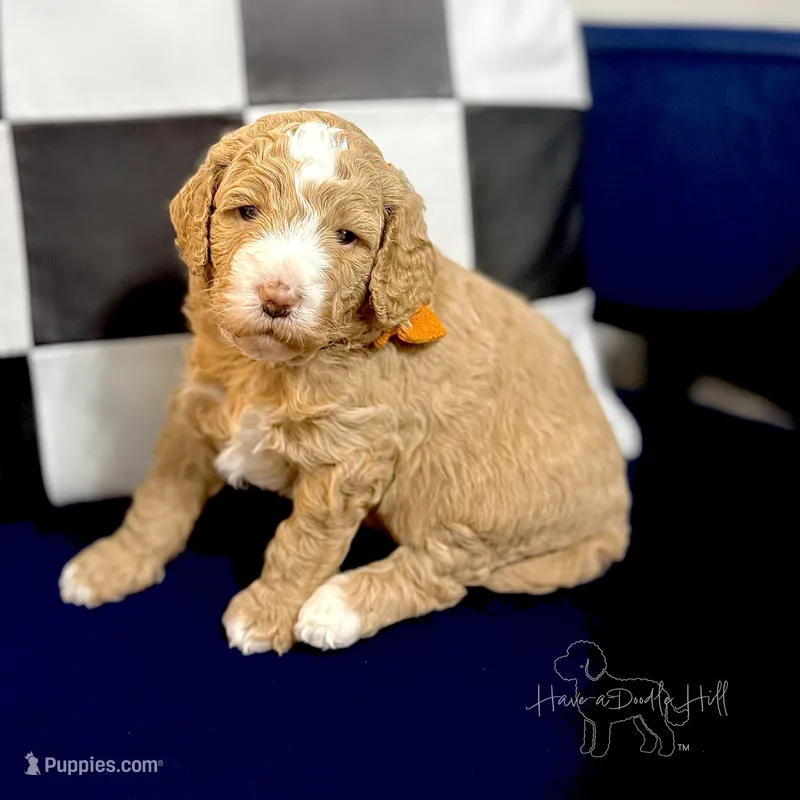 Star – Goldendoodle, Miniature Goldendoodle puppy for sale in Evans, GA