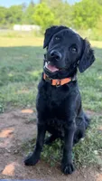 Rye, a male Havapoo and Miniature Goldendoodle for sale in Evans, GA – 2 of 8