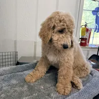 Banner, a male Goldendoodle and Miniature Goldendoodle for sale in Evans, GA – 3 of 3