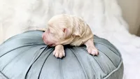 Banner, a male Goldendoodle and Miniature Goldendoodle for sale in Evans, GA – 4 of 5