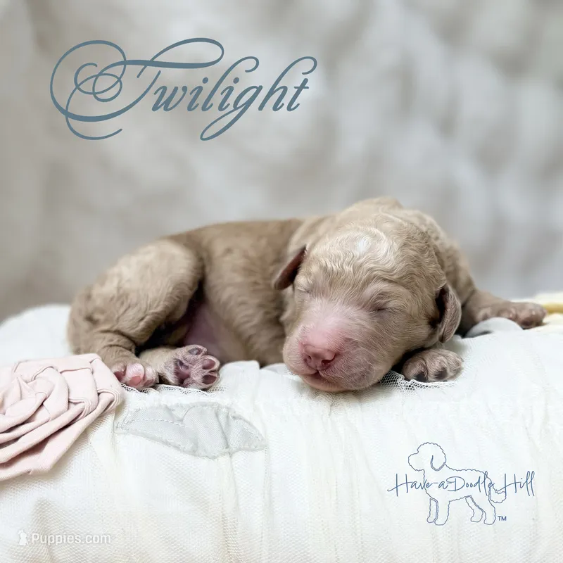 Twilight  – Goldendoodle, Miniature Goldendoodle puppy for sale in Evans, GA