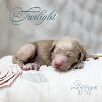 Twilight , a female Goldendoodle and Miniature Goldendoodle for sale in Evans, GA – 1 of 4