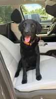 Rye, a male Havapoo and Miniature Goldendoodle for sale in Evans, GA – 5 of 6