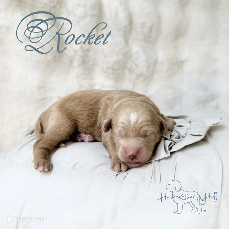 Rocket – Miniature Goldendoodle puppy for sale in Evans, GA