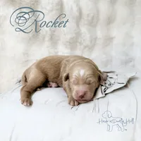 Rocket, a male Miniature Goldendoodle for sale in Evans, GA – 1 of 2