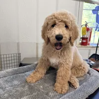 Banner, a male Goldendoodle and Miniature Goldendoodle for sale in Evans, GA – 2 of 3