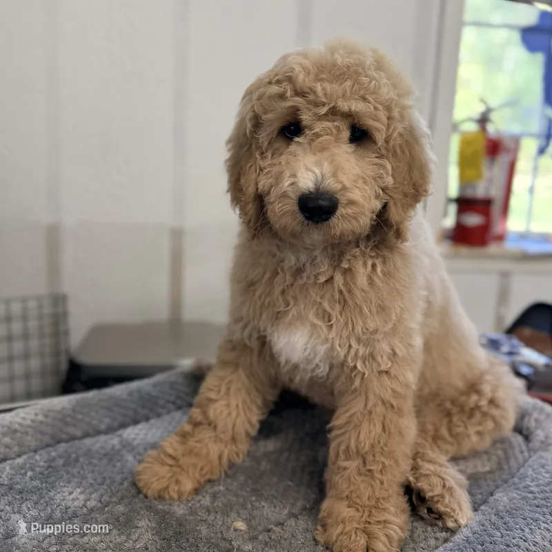 Banner – Goldendoodle, Miniature Goldendoodle puppy for sale in Evans, GA