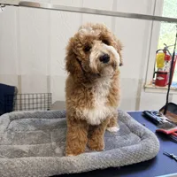 Country , a female Goldendoodle and Miniature Goldendoodle for sale in Evans, GA – 3 of 3