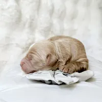 Rocket, a male Miniature Goldendoodle for sale in Evans, GA – 2 of 2