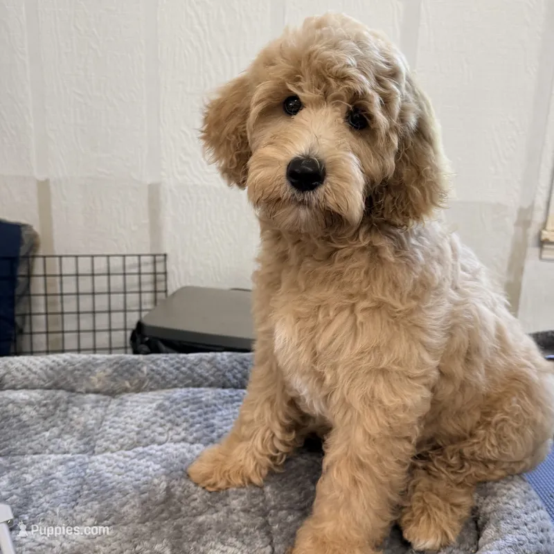 Rocket – Miniature Goldendoodle puppy for sale in Evans, GA