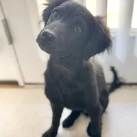 Rye, a male Havapoo and Miniature Goldendoodle for sale in Augusta, GA – Photo 7 of 10