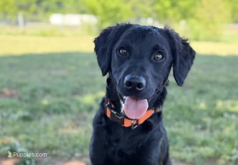 Rye, a male Havapoo and Miniature Goldendoodle for sale in Augusta, GA – Photo 1 of 5