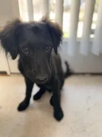 Rye, a male Havapoo and Miniature Goldendoodle for sale in Augusta, GA – Photo 10 of 10