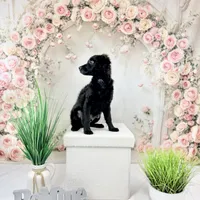 Rye, a male Havapoo and Miniature Goldendoodle for sale in Augusta, GA – Photo 6 of 10