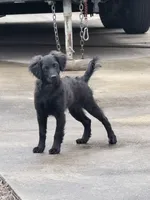 Rye, a male Havapoo and Miniature Goldendoodle for sale in Augusta, GA – Photo 3 of 10