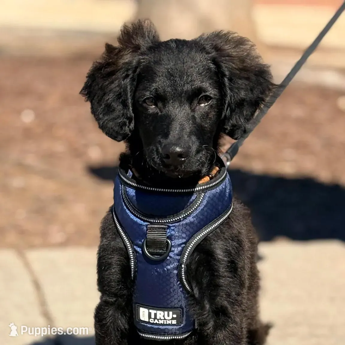 Rye, a male Havapoo and Miniature Goldendoodle for sale in Augusta, GA – Photo 1 of 10