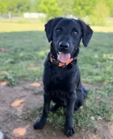 Rye, a male Havapoo and Miniature Goldendoodle for sale in Augusta, GA – Photo 2 of 5