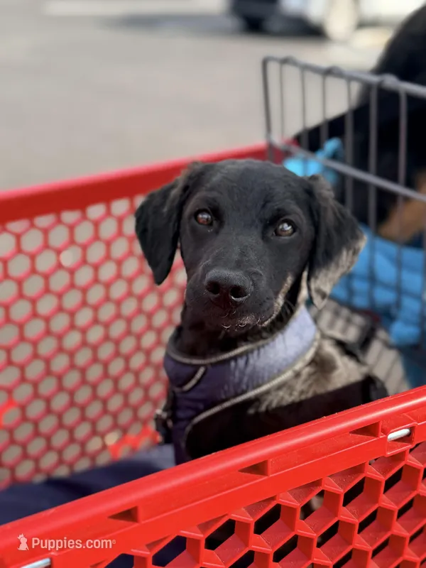 Rye – Havapoo, Miniature Goldendoodle puppy for sale in Augusta, GA