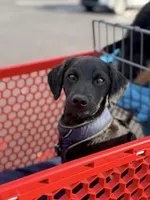 Rye, a male Havapoo and Miniature Goldendoodle for sale in Augusta, GA – Photo 1 of 10