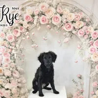 Rye, a male Havapoo and Miniature Goldendoodle for sale in Augusta, GA – Photo 4 of 10