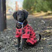 Rye, a male Havapoo and Miniature Goldendoodle for sale in Augusta, GA – Photo 5 of 10