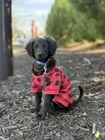 Rye, a male Havapoo and Miniature Goldendoodle for sale in Augusta, GA – Photo 5 of 10