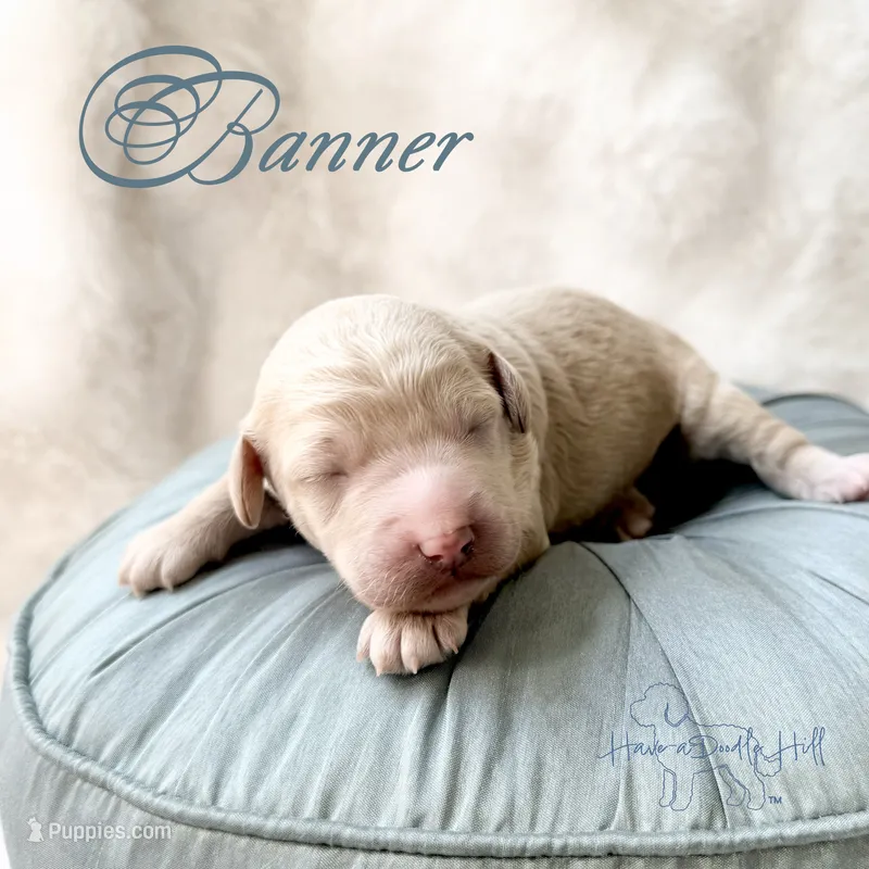 Banner, a male Goldendoodle and Miniature Goldendoodle for sale in Evans, GA – 1 of 5