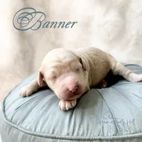 Banner, a male Goldendoodle and Miniature Goldendoodle for sale in Evans, GA – 1 of 5