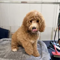 Rampart, a male Goldendoodle and Miniature Goldendoodle for sale in Evans, GA – 2 of 3