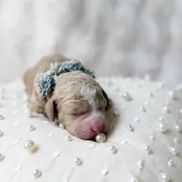 Star, a female Goldendoodle and Miniature Goldendoodle for sale in Evans, GA – 2 of 2