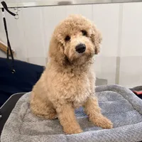 Twilight , a female Goldendoodle and Miniature Goldendoodle for sale in Evans, GA – 3 of 3
