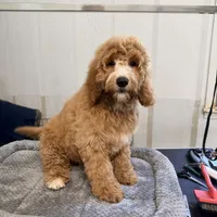 Rampart, a male Goldendoodle and Miniature Goldendoodle for sale in Evans, GA – 3 of 3