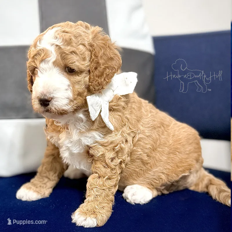 Country  – Goldendoodle, Miniature Goldendoodle puppy for sale in Evans, GA