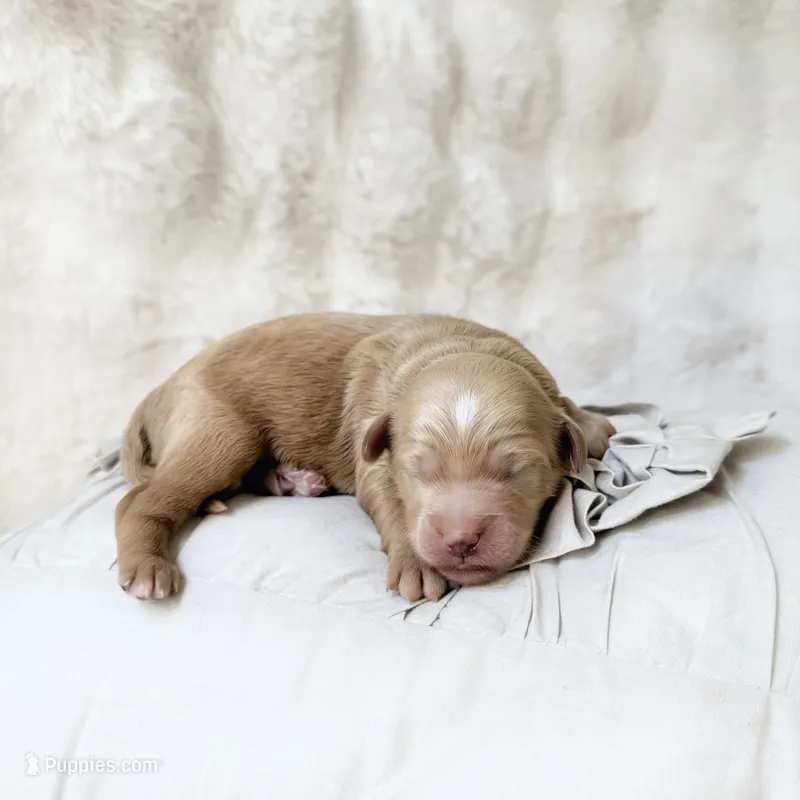 Rampart – Goldendoodle, Miniature Goldendoodle puppy for sale in Evans, GA