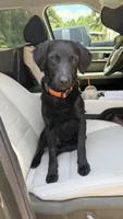 Rye, a male Havapoo and Miniature Goldendoodle for sale in Evans, GA – 6 of 6