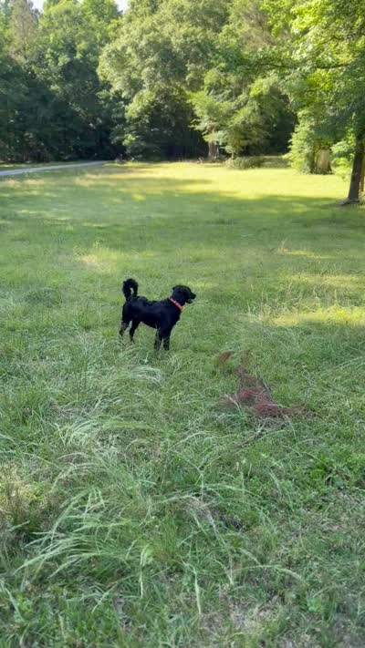 Rye, a male Havapoo and Miniature Goldendoodle for sale in Evans, GA – 8 of 8