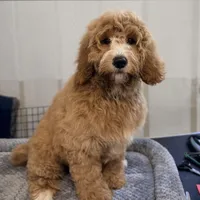 Rampart, a male Goldendoodle and Miniature Goldendoodle for sale in Evans, GA – 1 of 3