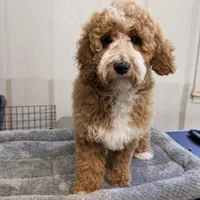 Country , a female Goldendoodle and Miniature Goldendoodle for sale in Evans, GA – 2 of 3