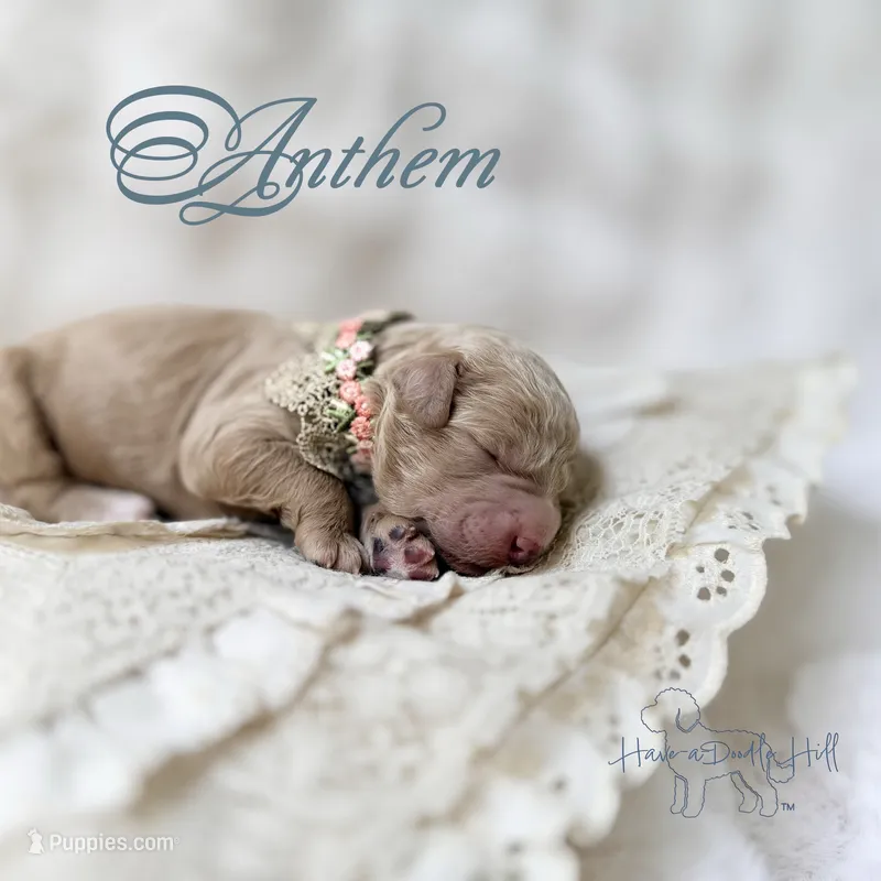 Anthem – Goldendoodle, Miniature Goldendoodle puppy for sale in Evans, GA