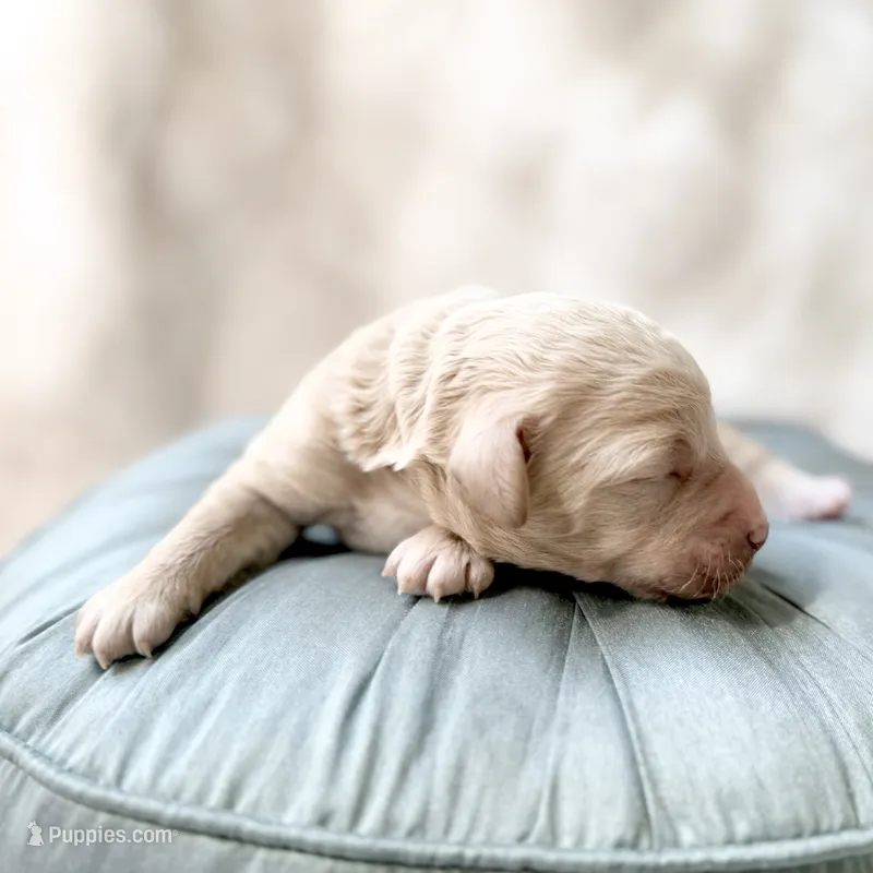 Banner – Goldendoodle, Miniature Goldendoodle puppy for sale in Evans, GA