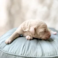 Banner, a male Goldendoodle and Miniature Goldendoodle for sale in Evans, GA – 2 of 5